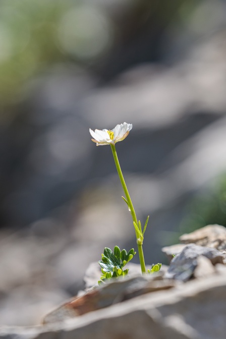 ranunculus-alpestris-switzerland-9859CDD9-5FFC-40E4-A7E3-836AAB37585F.jpg