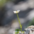 ranunculus-alpestris-switzerland-9859CDD9-5FFC-40E4-A7E3-836AAB37585F.jpg