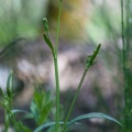 ranunculus-flammula-switzerland-67F4F255-6B4D-4838-B307-7BAF2F682CCE.jpg