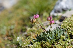 Ranunculus glacialis L.
