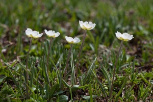 Ranunculus kuepferi Greuter & Burdet