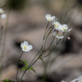 ranunculus-platanifolius-switzerland-21A594BC-D706-4AA4-AEE3-F64D90B341A6.jpg