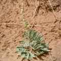 reseda-muricata-saudi-arabia-AE48AABA-4B7A-11DC-8D9F-000A95CA2156.jpg