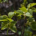 rhamnus-alpina-switzerland-214BA47B-0160-4A7D-946C-F08A490A0916.jpg
