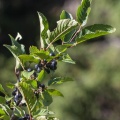 rhamnus-alpina-switzerland-BC4580BB-2738-4377-AA34-78209FBA859B.jpg