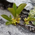 rhamnus-pumila-switzerland-807A6701-B8DB-421B-B23E-2785B70F83C9.jpg