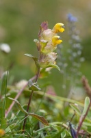 Rhinanthus alectorolophus (Scopoli) Pollich