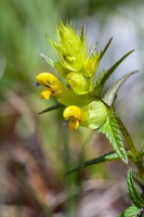 Rhinanthus glacialis Personnat