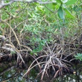 rhizophora-mangle-guadeloupe-03367CA0-E88D-425A-9116-2361F291B502.jpg