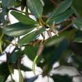 rhizophora-mangle-guadeloupe-1B0A2DC4-DA57-4846-8D9C-3D7CDDB5AEC9.jpg