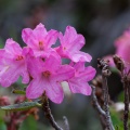 rhododendron-hirsutum-austria-A3F124BC-C8F4-40BC-8224-DADA8FFFBEF7.jpg