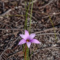 romulea-sp-south-africa-60662A50-96EC-4BB6-9BA0-CE291C148D3A.jpg