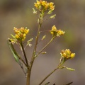 rorippa-anceps-switzerland-FBB9B819-BDFD-4025-8841-DE80E8867011.jpg