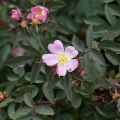 rosa-glauca-switzerland-7B9E42F3-D8AE-48BD-B956-078F4D4B9B75.jpg