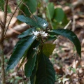 rubiaceae-sp-thailand-EFBA540C-F0C5-4999-8E99-BCA19C83390E.jpg