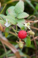 Rubus rosifolius Sm. ex Baker