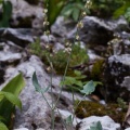 rumex-scutatus-switzerland-BE9DFCD5-61BA-495E-BBB5-0ACB102DB865.jpg