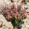 rumex-vesicarius-egypt-71AECDCA-A312-42EC-9510-87DB76BDCE8B.jpg