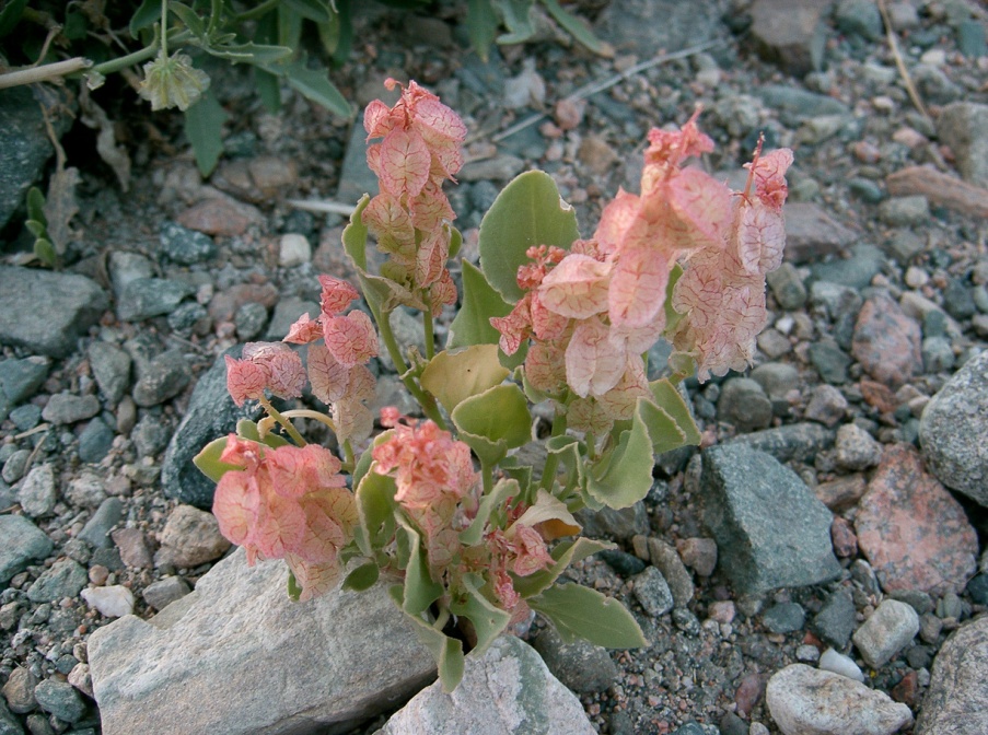 rumex-vesicarius-saudi-arabia-F4D7F21B-4FCE-11DC-BC6E-000A95CA2156.jpg
