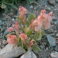 rumex-vesicarius-saudi-arabia-F4D7F21B-4FCE-11DC-BC6E-000A95CA2156.jpg