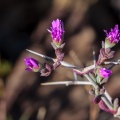 ruschia-sp-south-africa-9CC851DE-3E33-4194-A882-698B285871F9.jpg