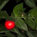 ruscus-aculeatus-switzerland-135F96D5-94B6-4EA2-83F8-84F573FCCDFC.jpg