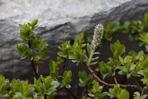 Salix breviserrata Flod.