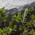 salix-breviserrata-switzerland-02E7BCD0-5AC3-4DC1-99FD-21E00A1F8895.jpg