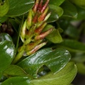 salix-retusa-switzerland-46B197C1-4733-11DC-8E52-000A95CA2156.jpg