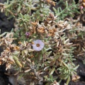 salsola-divaricata-canaries-el-hierro-F123FD68-0A5D-449D-914F-673157A79633.jpg