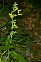 Salvia glutinosa L.