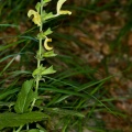 salvia-glutinosa-italy-15C86F56-861B-11DC-87E0-000A95CA2156.jpg