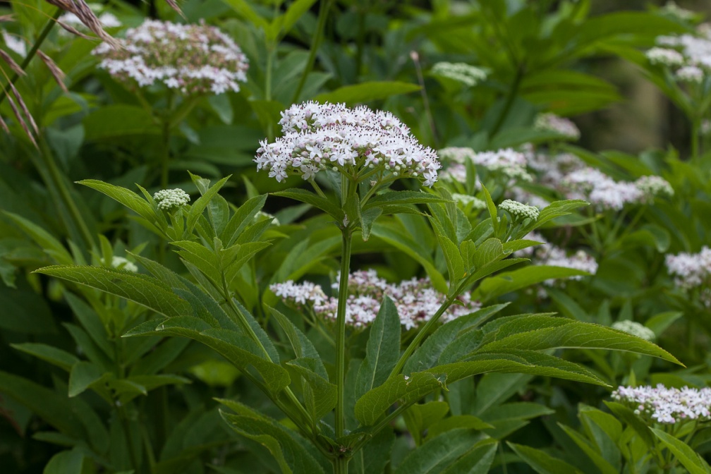 sambucus-ebulus-switzerland-D442D349-DFDA-46B0-A8C1-7C6A8DC92C9A.jpg