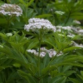 sambucus-ebulus-switzerland-D442D349-DFDA-46B0-A8C1-7C6A8DC92C9A.jpg
