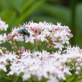 sambucus-ebulus-switzerland-E3F55EFE-E1A7-4AB7-8EBA-501F83B133A9.jpg