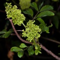 sambucus-racemosa-switzerland-4EF804F4-1077-400E-983A-221709287AC0.jpg