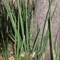 sansevieria-pearsonii-zimbabwe-3780D1FF-4BD8-48B8-B3D9-0383D87B1F0E.jpg