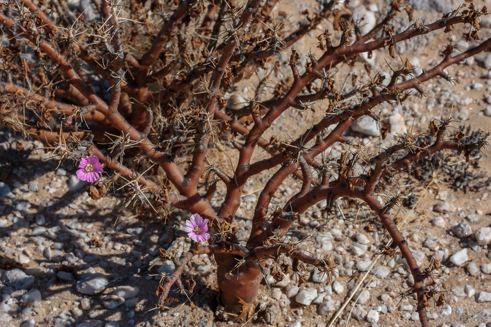 sarcocaulon-sp-indet-namibia-0129B8E7-8442-4CD5-95D7-D859F6432424.jpg