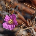 sarcocaulon-sp-indet-namibia-1E9FC86C-739B-4FBF-9F77-AE17D3DE6876.jpg