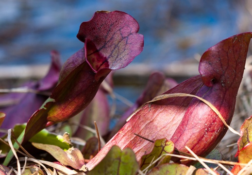 Sarraceniaceae