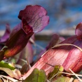 sarracenia-purpurea-switzerland-414D020D-88AE-4B26-B096-76CEC524FFA0.jpg