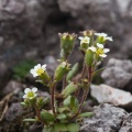 saxifraga-adscendens-austria-24B44B09-E5B4-4C9C-B4FB-2F3F43A8A059.jpg