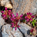 saxifraga-biflora-switzerland-6BA96DE7-DED6-41E7-864B-9B6DD7A34164.jpg
