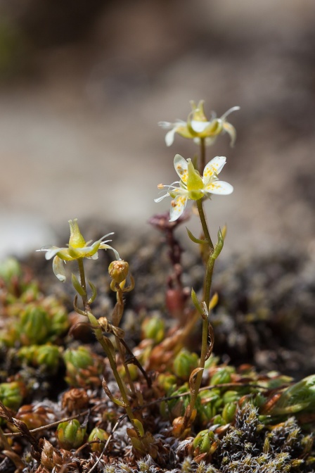 saxifraga-bryoides-austria-2AB7FDEA-B32F-4E00-918F-17E8A4401BA4.jpg
