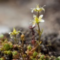 saxifraga-bryoides-austria-2AB7FDEA-B32F-4E00-918F-17E8A4401BA4.jpg