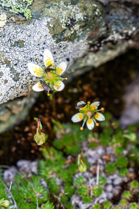 saxifraga-bryoides-switzerland-516A4436-6CBB-47FB-9E8C-1E3EC1894EF3.jpg