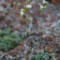 saxifraga-caesia-italy-A15390A4-27C5-448A-A857-7FDE76368663.jpg