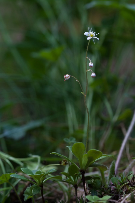 saxifraga-cuneifolia-switzerland-201AB17E-35FD-4475-93D0-FB2BC9D31528.jpg