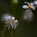 saxifraga-cuneifolia-switzerland-2841AD83-2AF5-477A-9ADE-CAFA95C51B7A.jpg