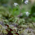 saxifraga-cuneifolia-switzerland-AFA72FC0-1F17-4240-A279-10E894C2C6BA.jpg
